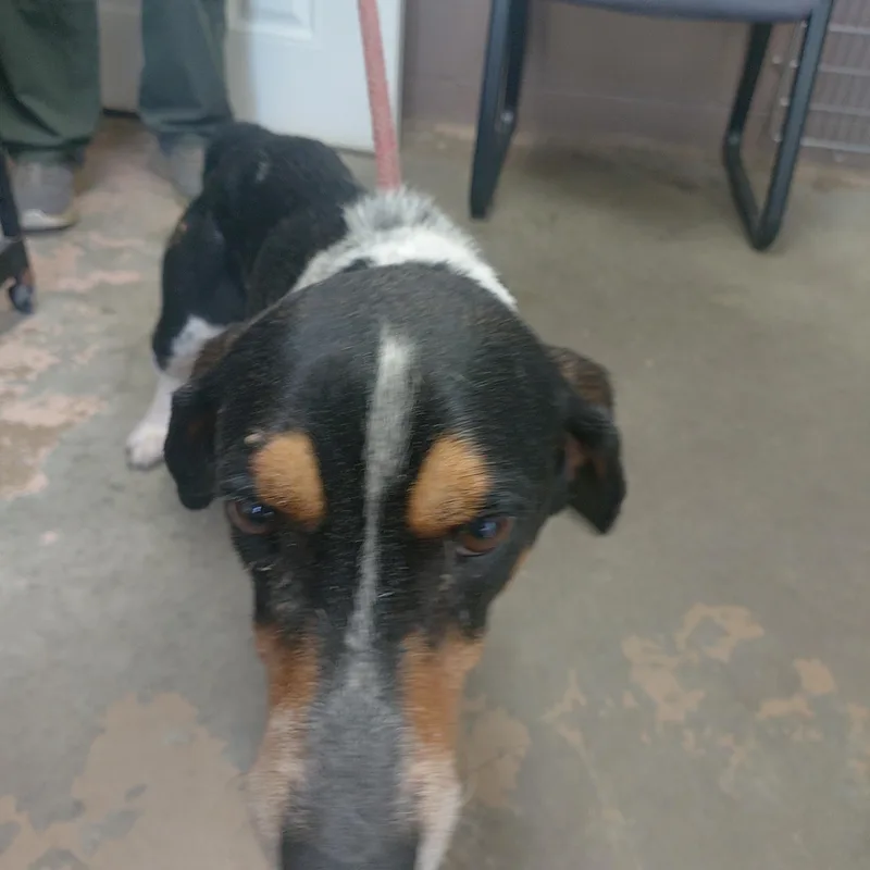 A young medium-sized male Tricolor (Brown, Black, & White) Bluetick Coonhound dog named 26-089 for adoption in Carrollton, OH