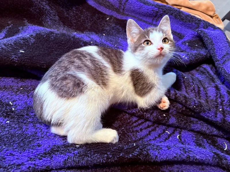 A baby small-sized female Domestic Short Hair cat named Mint for adoption in Milwaukee, WI