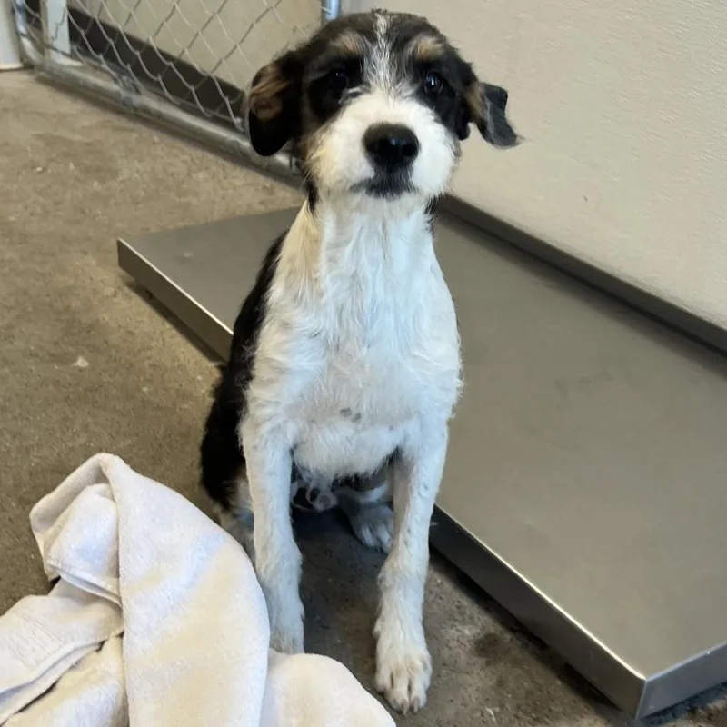 A baby medium-sized male Black Mixed Breed dog named 112366 for adoption in Las Cruces, NM