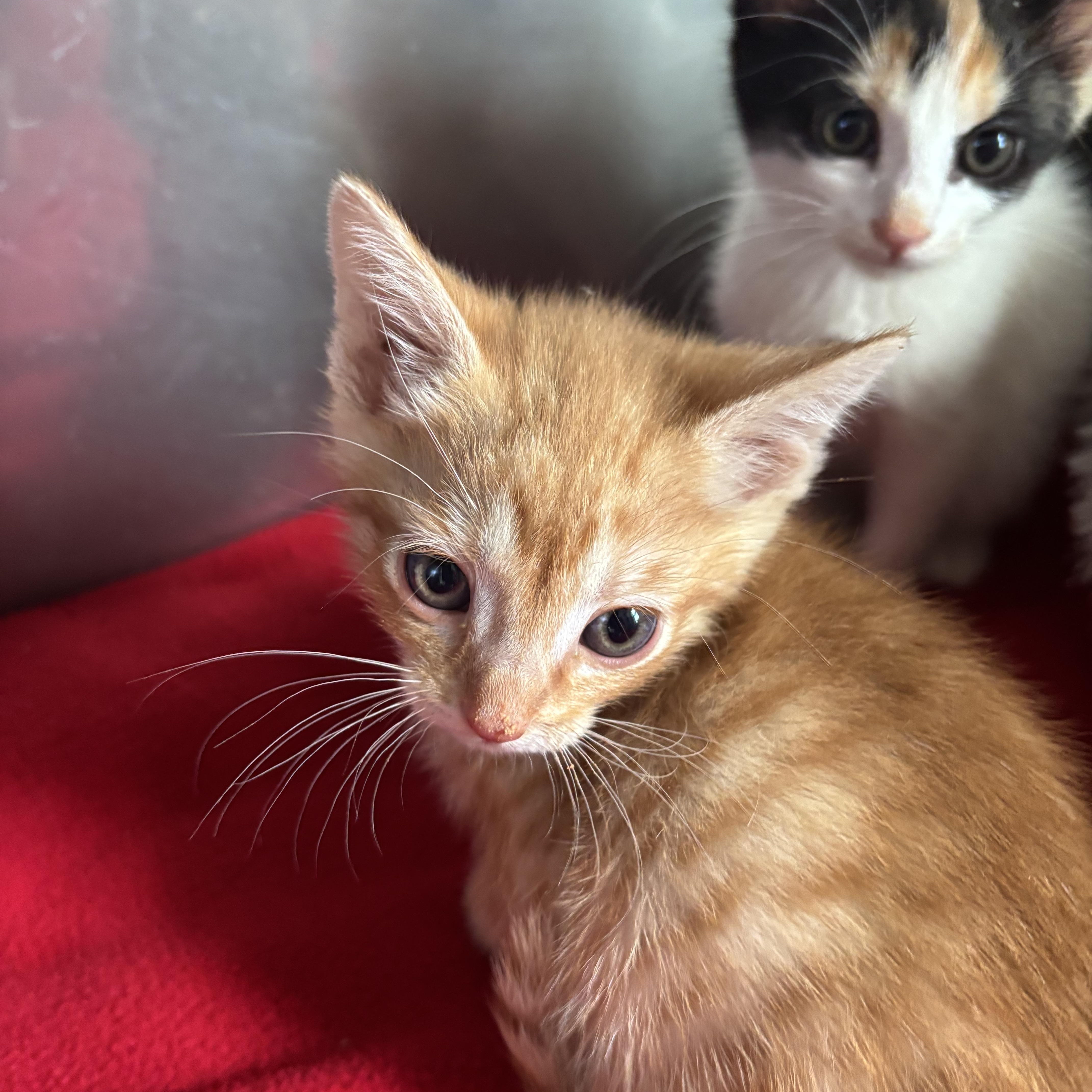 A baby small-sized male Orange & White Domestic Short Hair cat named Cliff for adoption in Deming, NM