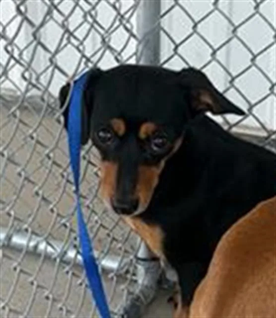 A young small-sized female Black Chihuahua dog named Jackie Urgent for adoption in Thousand Oaks, CA