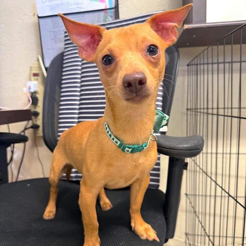 A young small-sized male Golden Chihuahua dog named Goose for adoption in Joshua Tree, CA