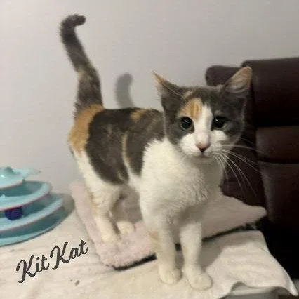 A baby medium-sized female Calico cat named Kit Kat Felineeyecandy for adoption in Houston, TX