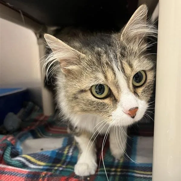 Overture thumbnail 2