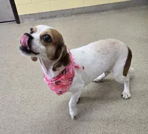 An adult small-sized female Beagle dog named Panda for adoption in Bucyrus, OH