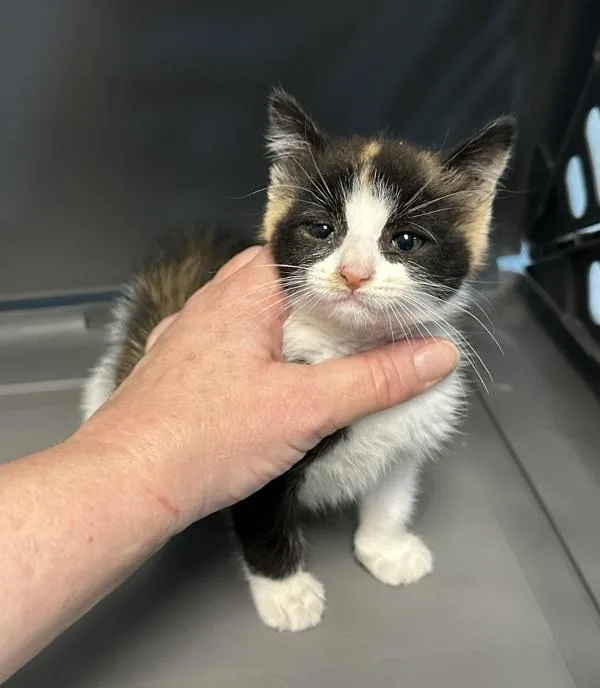 A baby small-sized female Domestic Short Hair cat named Kc for adoption in Lawrenceville, GA