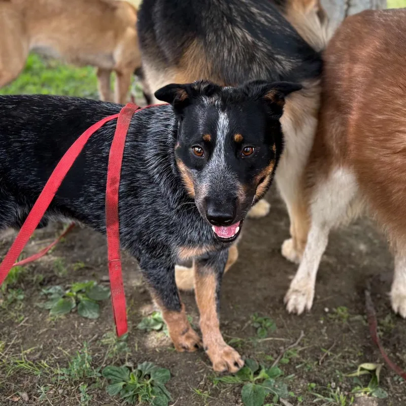 An adult medium-sized male Black Australian Cattle Dog / Blue Heeler dog named Gator for adoption in San Jacinto, CA