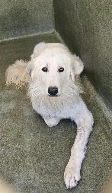 A young large-sized female Great Pyrenees dog named Tahoe for adoption in Castaic, CA