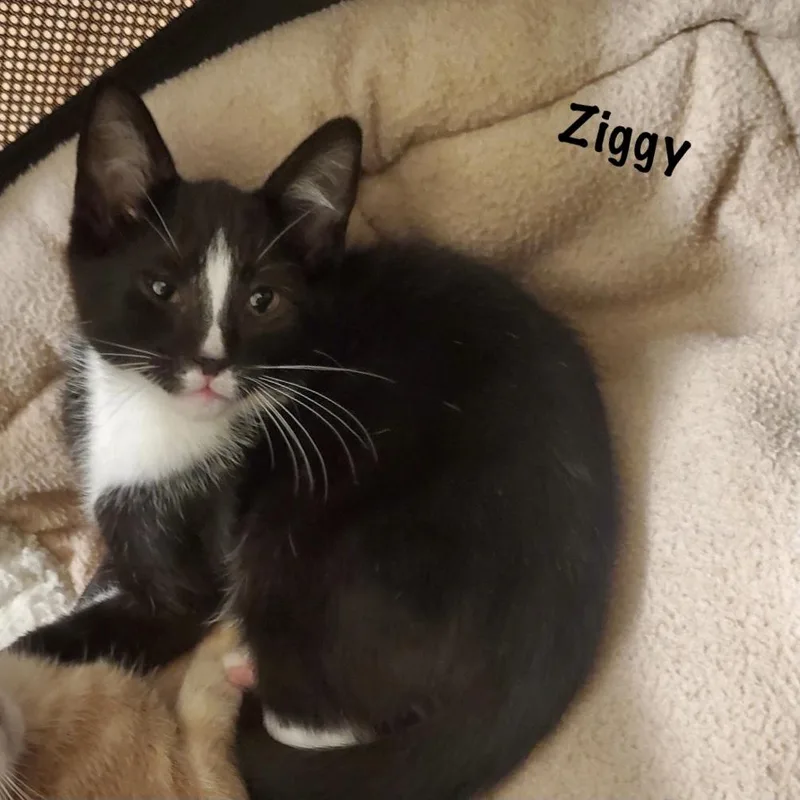 Ziggy