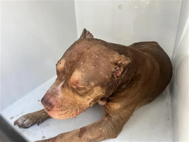 A young large-sized male Pit Bull Terrier dog named Rex for adoption in Houston, TX