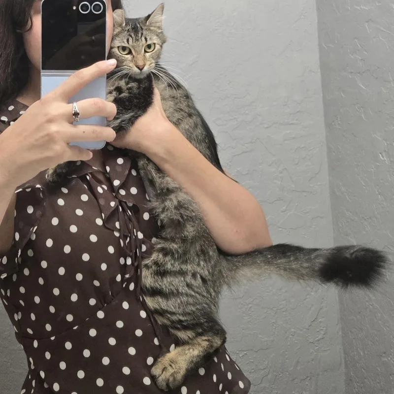A baby medium-sized female Tabby (Brown / Chocolate) Domestic Medium Hair cat named Pebbles for adoption in Liverpool, TX