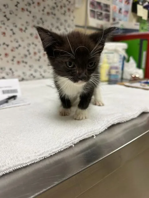 A baby small-sized male Domestic Short Hair cat named Spider for adoption in Riverside, CA