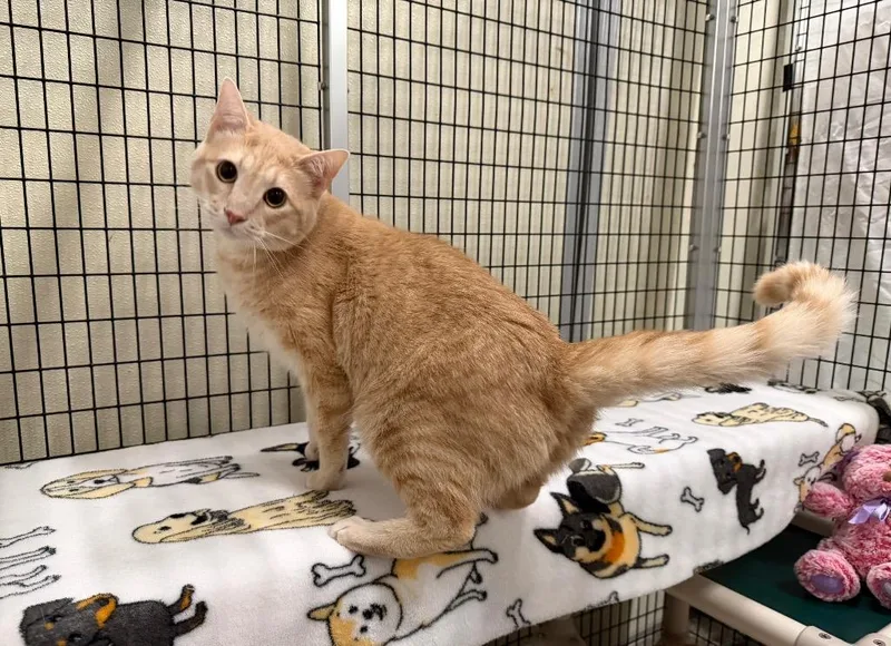 An adult medium-sized male Domestic Short Hair cat named Orin for adoption in Raleigh, NC