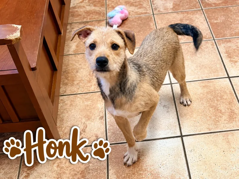 A young medium-sized female Sable Mixed Breed dog named Honk for adoption in Rock Hill, NY