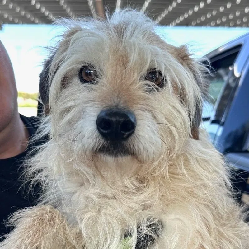 An adult small-sized male White / Cream Terrier dog named Ernesto for adoption in Sonoma, CA