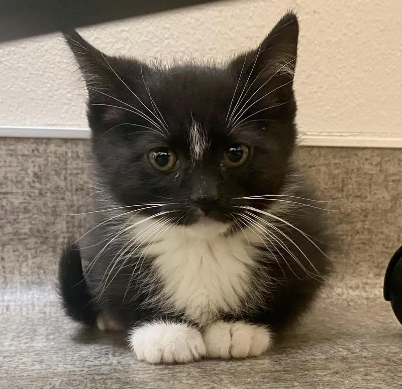 A baby medium-sized male Black & White / Tuxedo Domestic Short Hair cat named Tux for adoption in Pocatello, ID