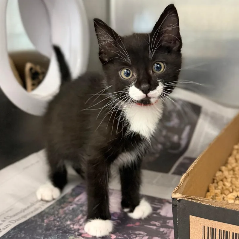 A baby small-sized male Black Domestic Short Hair cat named Mr. Whiskers for adoption in Marshall, VA