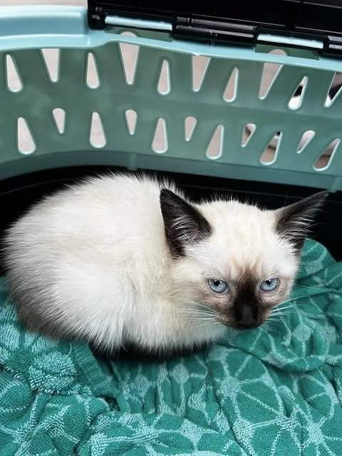 A baby medium-sized female Domestic Medium Hair cat named Magnolia for adoption in Dallas, TX