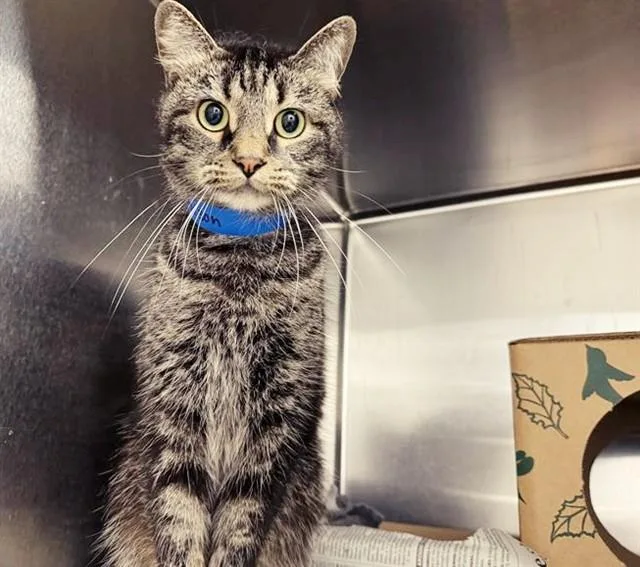 An adult medium-sized male Domestic Medium Hair cat named Addison for adoption in Saint Louis, MO