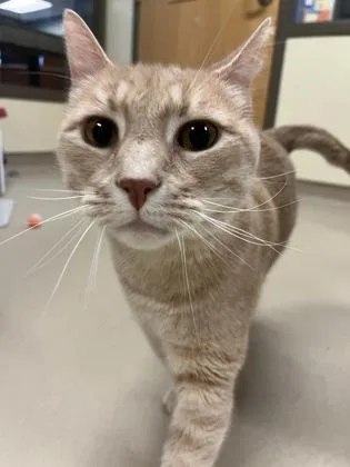 An adult large-sized male Domestic Short Hair cat named Waffles for adoption in Quakertown, PA