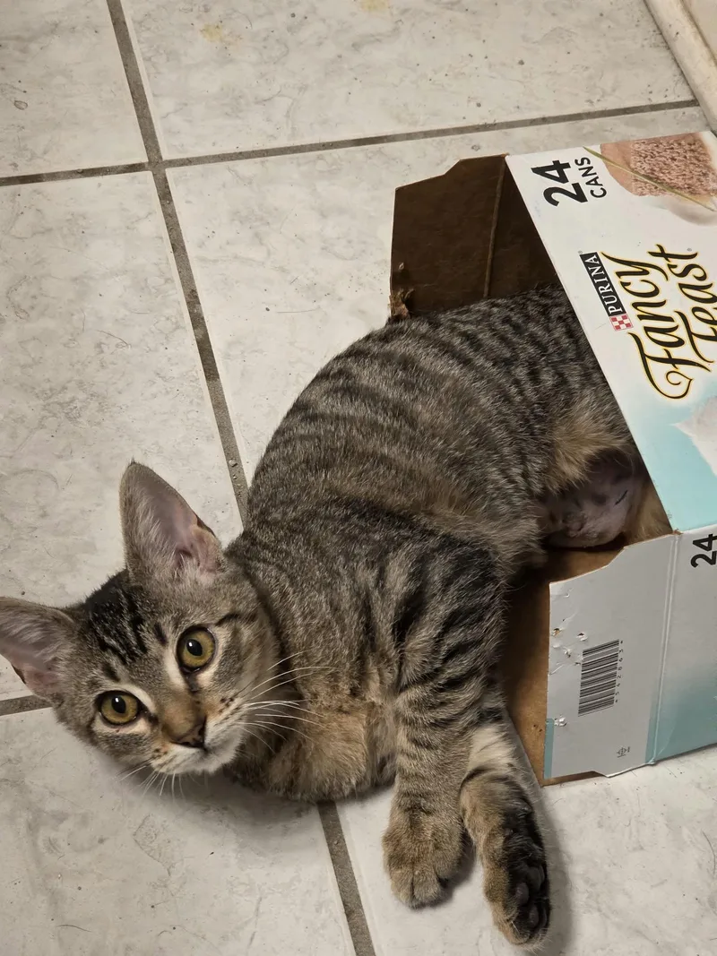 A baby medium-sized female Tabby (Brown / Chocolate) Domestic Short Hair cat named Piña Colada for adoption in Jefferson, LA