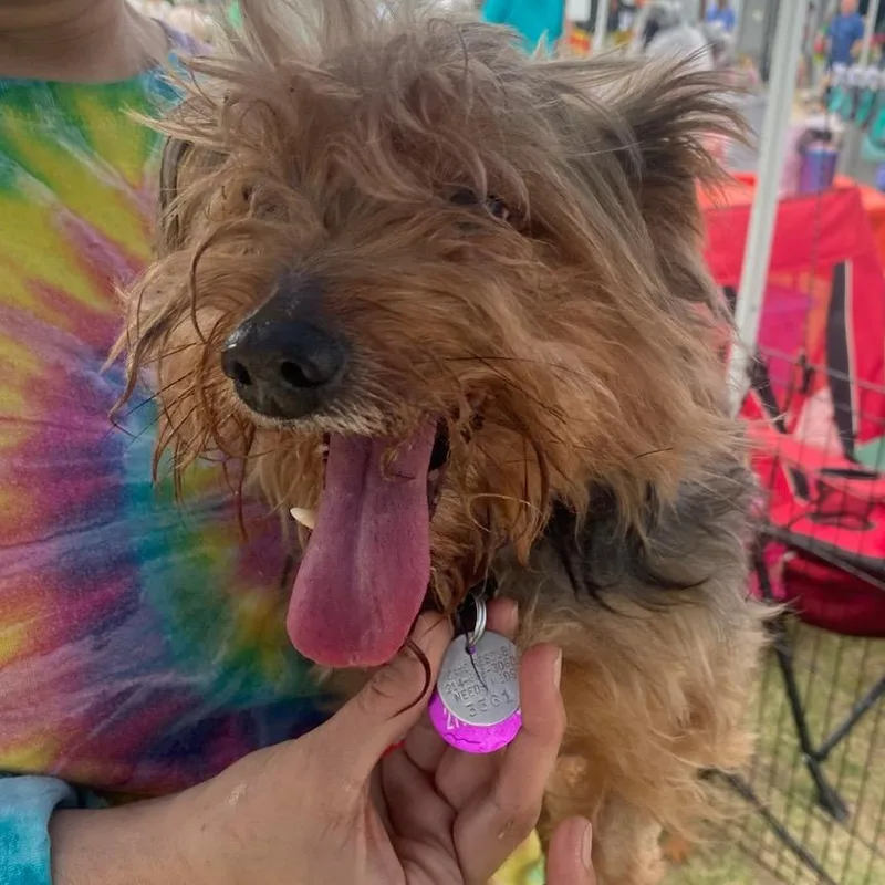 Wyatt Yorkie
