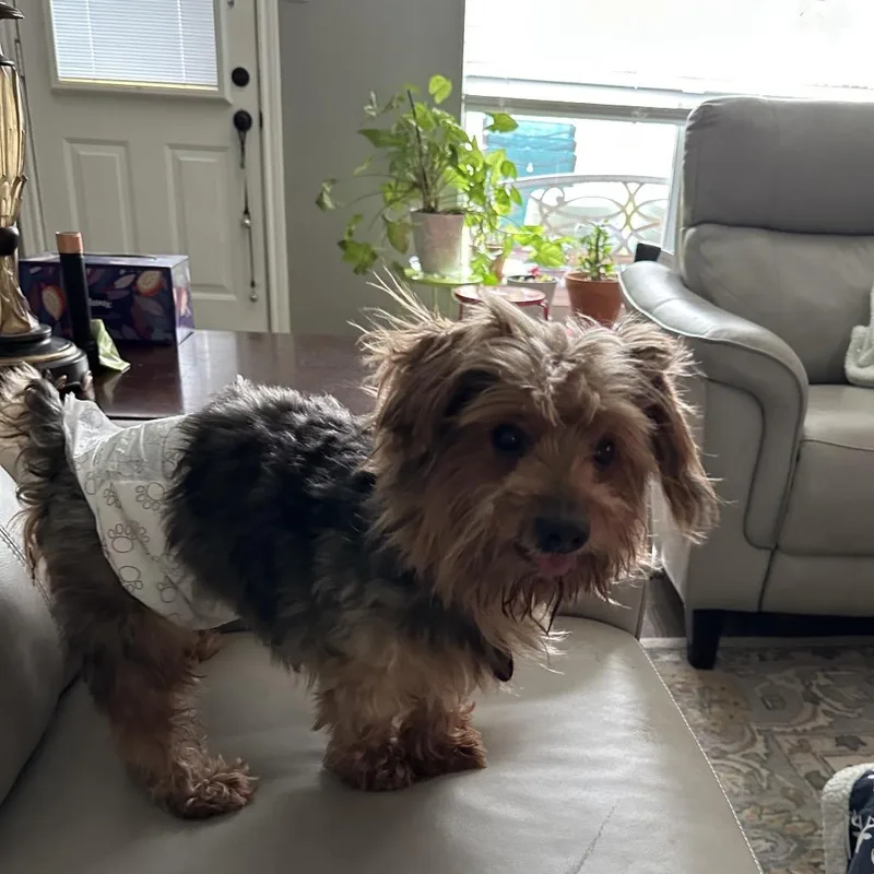 Wyatt Yorkie thumbnail 2
