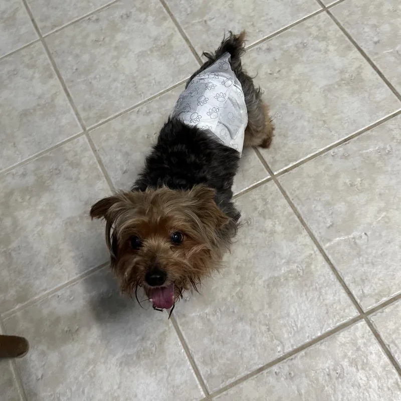 Wyatt Yorkie thumbnail 3