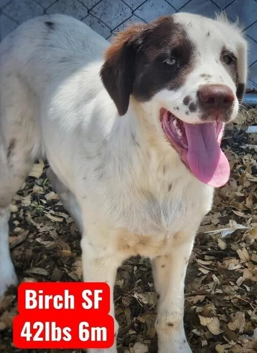 A baby medium-sized female Tricolor (Brown, Black, & White) English Setter dog named Birch for adoption in Colorado Springs, CO