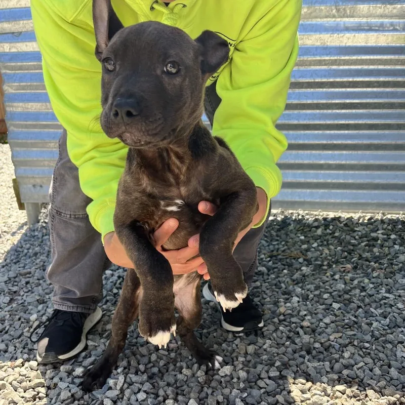 A baby medium-sized male Brown / Chocolate Pit Bull Terrier dog named Prince for adoption in Port Angeles, WA