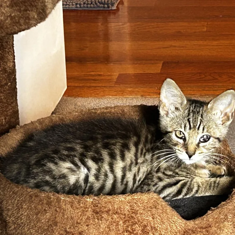 A baby small-sized female Brown / Chocolate Domestic Short Hair cat named Lioness for adoption in Chattanooga, TN