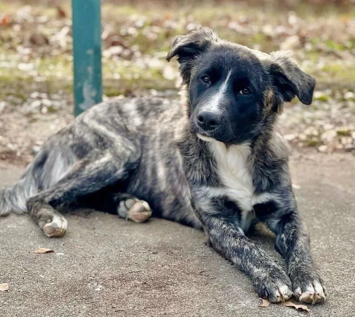 Mazie Mae thumbnail 4