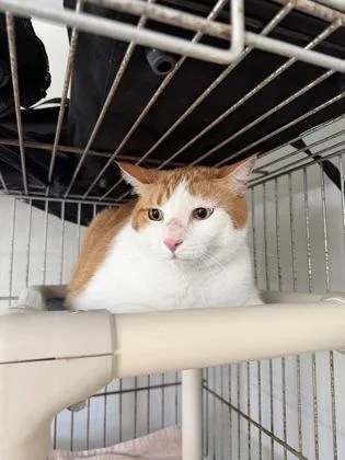 An adult large-sized male Cream / Ivory Domestic Short Hair cat named Buddy for adoption in Key West, FL