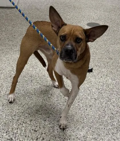 An adult medium-sized male Brown / Chocolate Mixed Breed dog named Dobby for adoption in Kansas City, MO