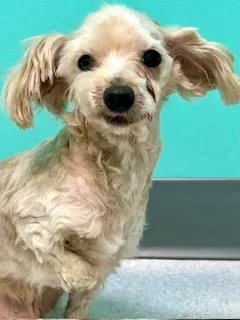Charlie thumbnail 3