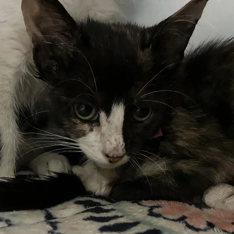 A baby small-sized female Calico Domestic Short Hair cat named Squirrel for adoption in Lakeland, FL