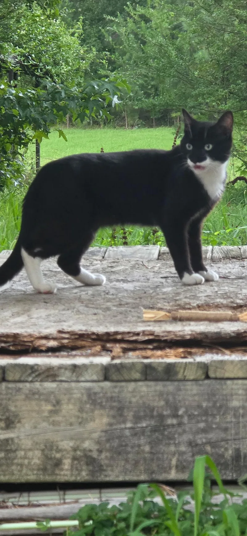 An adult medium-sized male Black & White / Tuxedo Domestic Short Hair cat named BatCat for adoption in Great Mills, MD