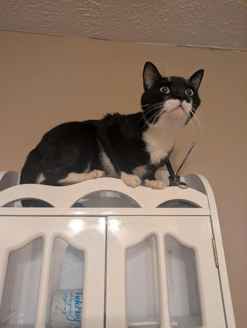 BatCat thumbnail 2