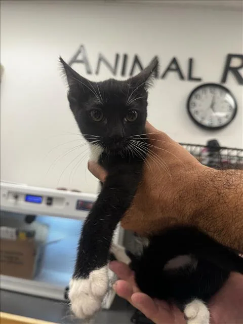 A baby small-sized female Domestic Short Hair cat named Letty for adoption in Van Nuys, CA