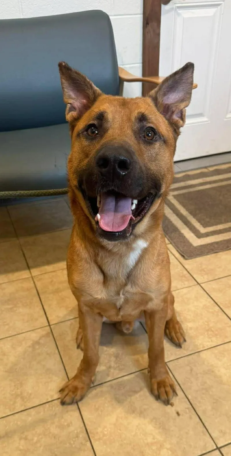 An adult large-sized male Yellow / Tan / Blond / Fawn German Shepherd Dog dog named Jerry for adoption in Sparta, WI