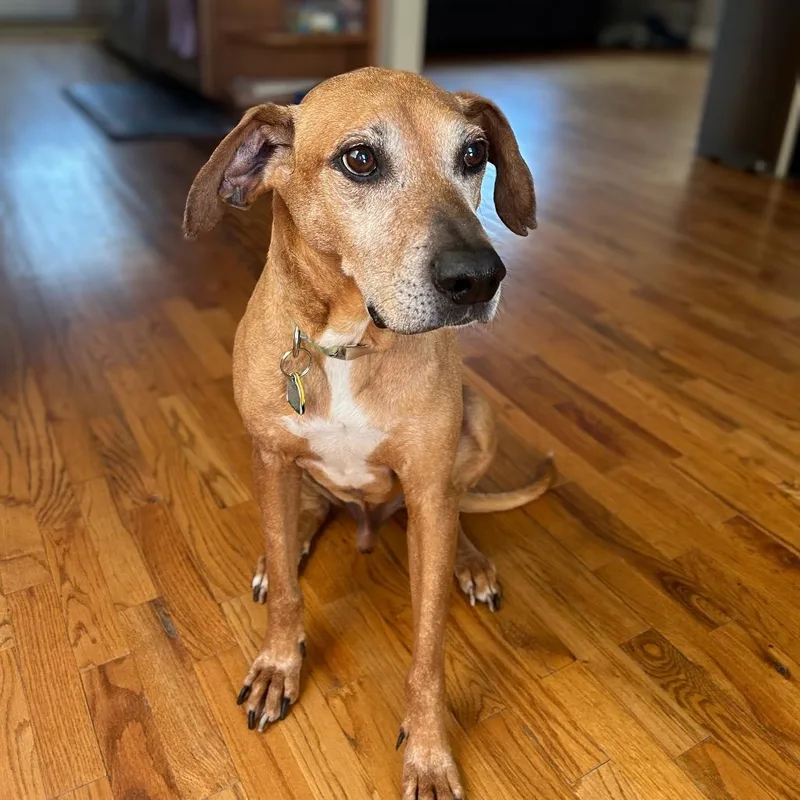 A senior large-sized male Apricot / Beige Rhodesian Ridgeback dog named Duma for adoption in Washington, DC
