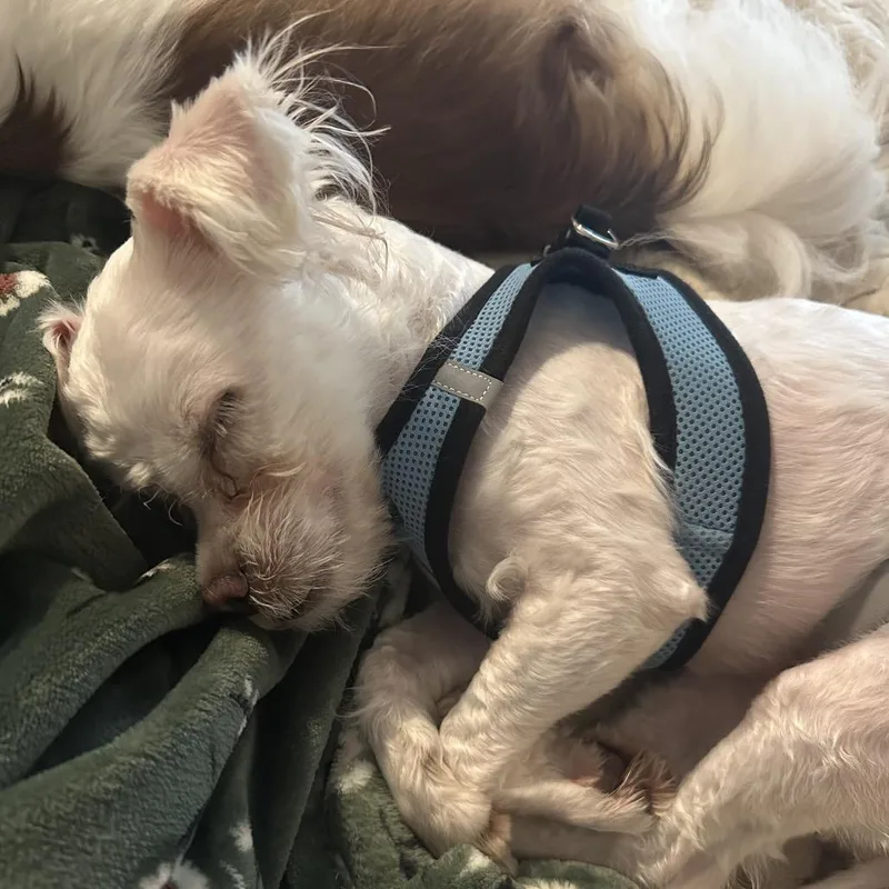 An adult small-sized male White / Cream Maltese dog named Sweetie Pie for adoption in Durham, NC