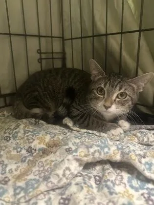A young small-sized female Domestic Short Hair cat named Eveleen for adoption in Phoenix, AZ