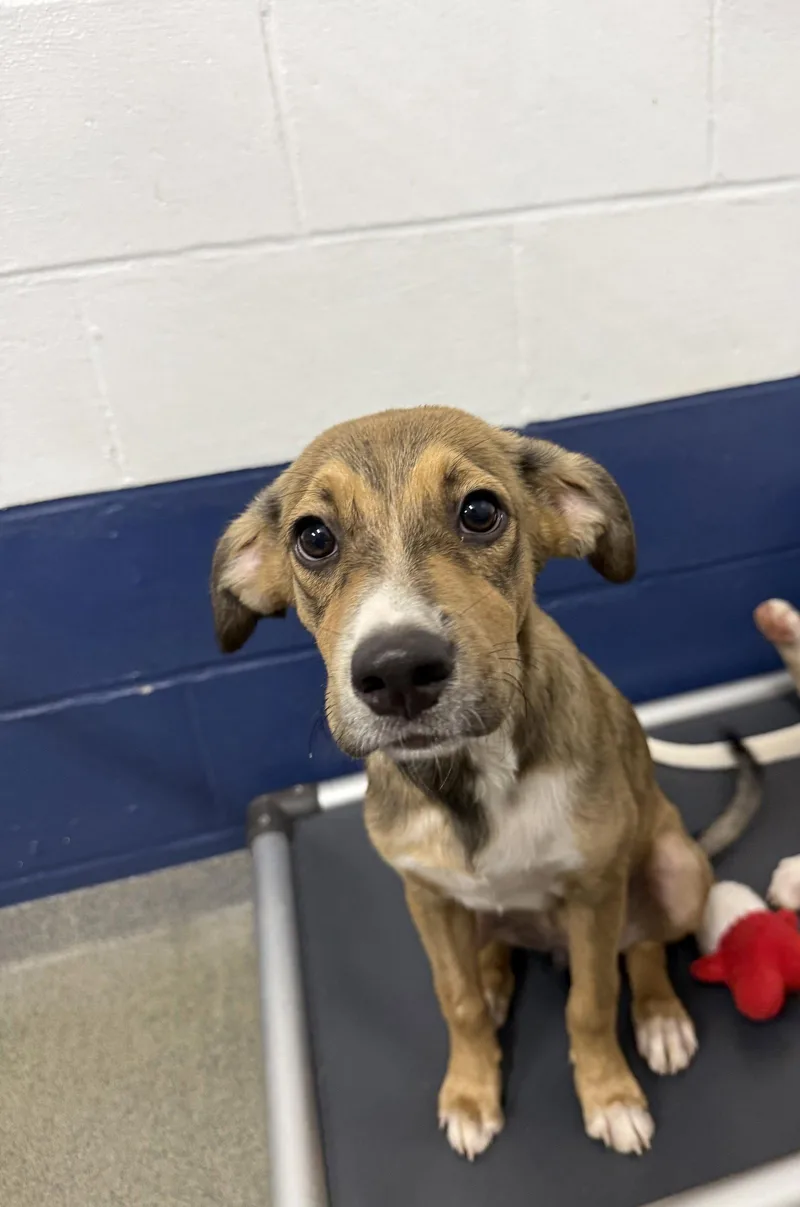 A young medium-sized male Terrier dog named Summers mo AVA for adoption in Sterling, MA