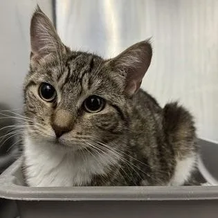 An adult medium-sized female Domestic Short Hair cat named Seibar for adoption in Worcester, MA