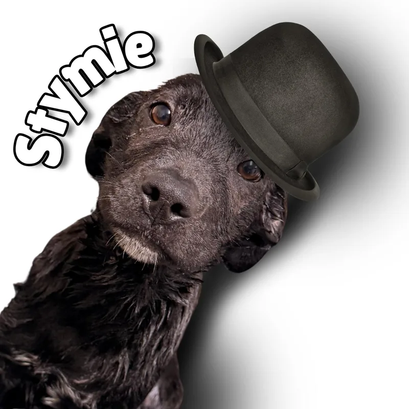 A young small-sized male Black Labrador Retriever dog named Stymie for adoption in Aransas Pass, TX