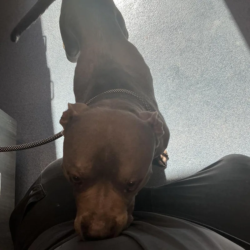 An adult medium-sized male Gray / Blue / Silver Pit Bull Terrier dog named Bobo for adoption in St Joseph, MO
