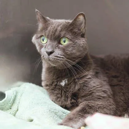 A senior small-sized female Gray / Blue / Silver Domestic Short Hair cat named Helen for adoption in Atlanta, GA