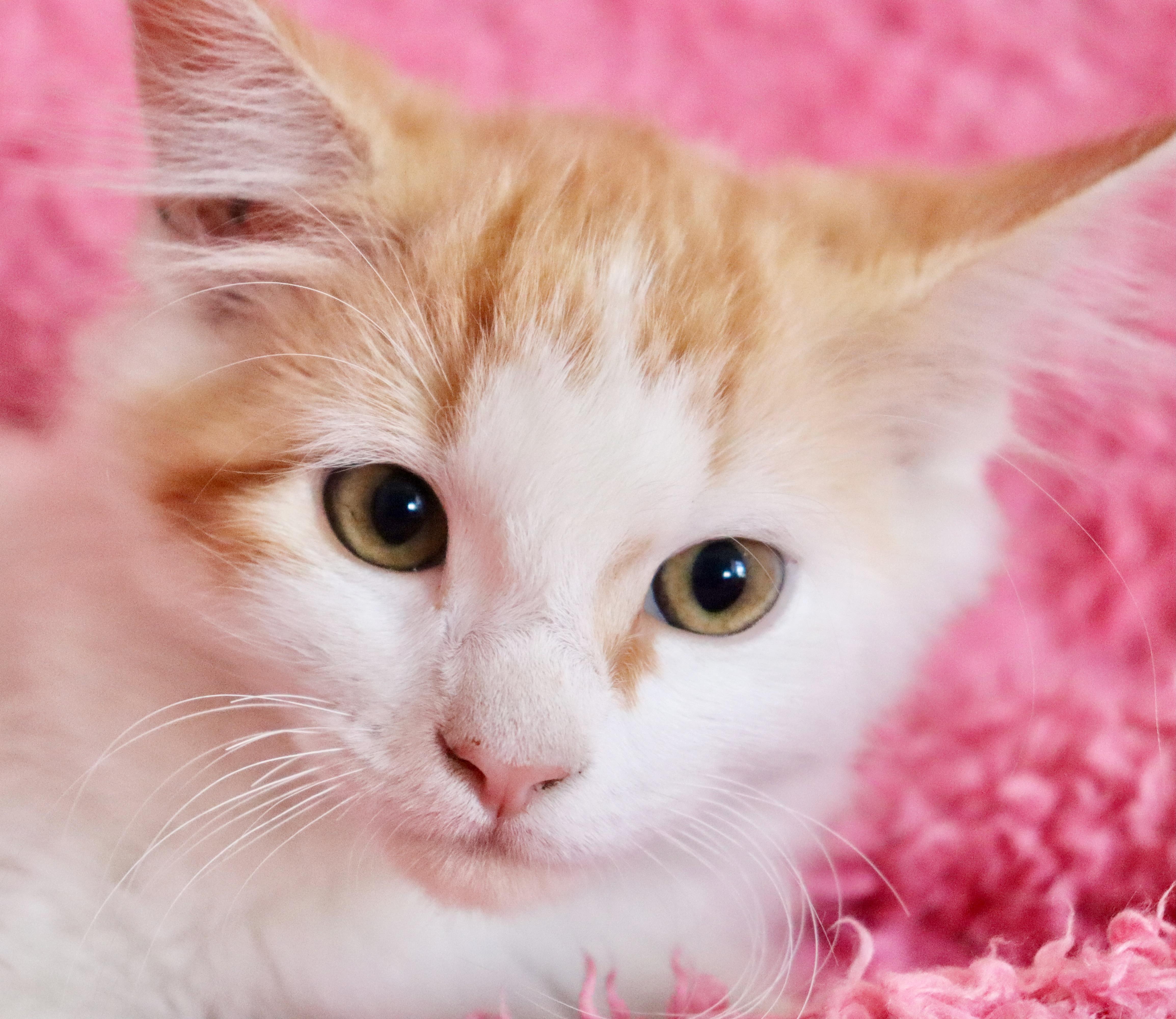 A baby medium-sized female Orange & White Turkish Angora cat named Valencia for adoption in Saint Augustine, FL