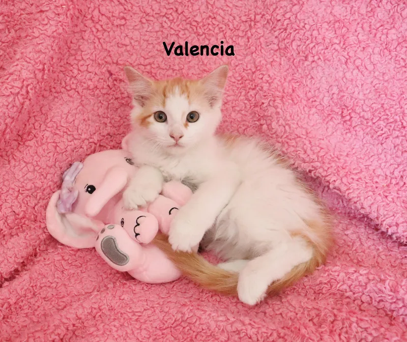 Valencia thumbnail 2
